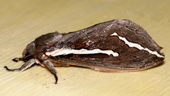 Abantiades latipennis