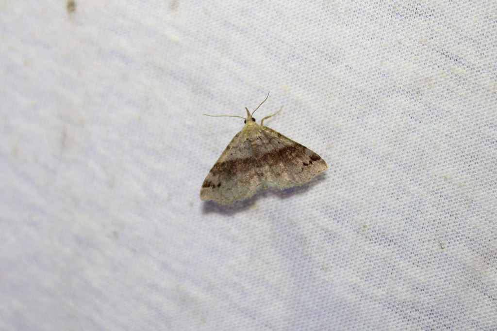 Six-spotted Gray