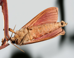 Oxycanus australis