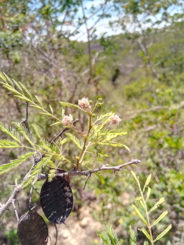 Mimosa lingvatouana image