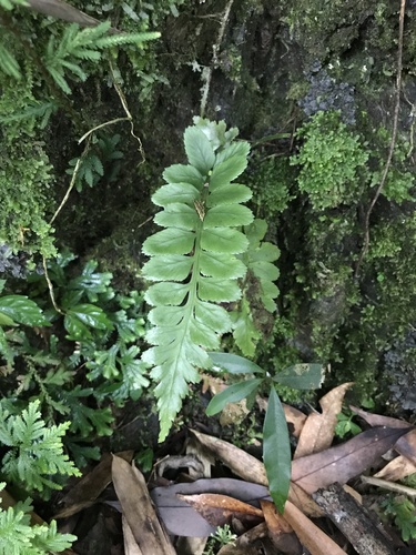 Asplenium wrightii iNat (1)