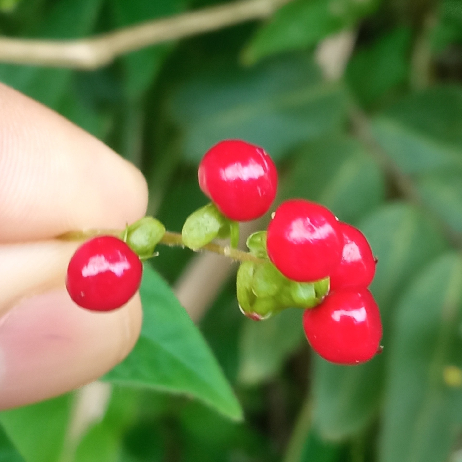 Rivina humilis