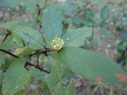 Kalahari Titbitbush (Paropsia brazzaeana)