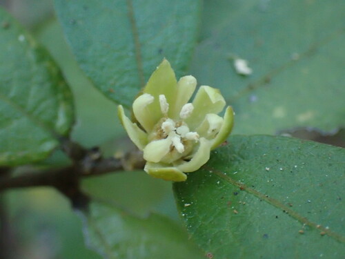 Image of Paropsia brazzaeana by (c) Mahomed Desai, some rights reserved (CC BY)