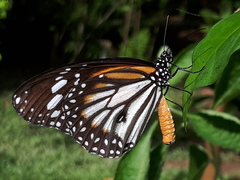 Danaus melanippus hegesippus