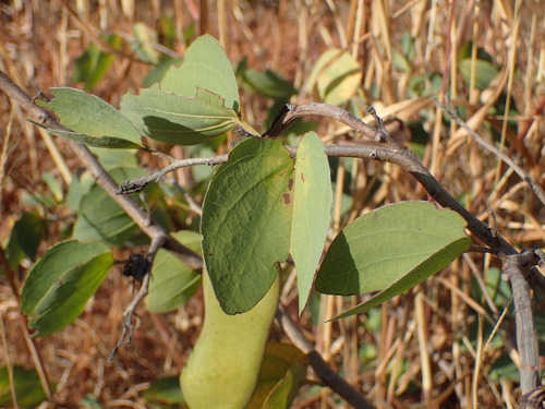 Image of Bauhinia petersiana by (c) Mahomed Desai, some rights reserved (CC BY)