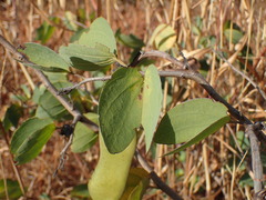 Bauhinia petersiana, photograph (c) Mahomed Desai, some rights reserved (CC BY)