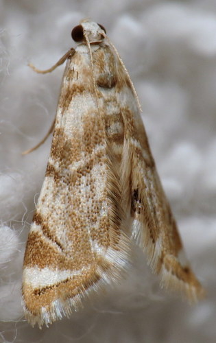 Eoparargyractis plevie photo 2