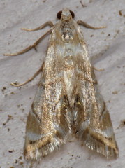 Eoparargyractis plevie