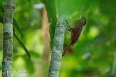 Dendrocincla fuliginosa