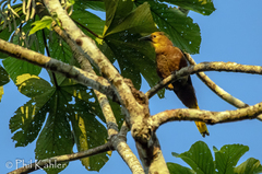 Psarocolius angustifrons angustifrons