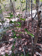 Psychotria puffii