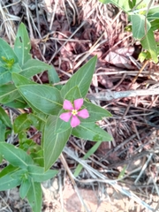 Catharanthus trichophyllus image