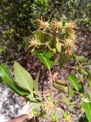 Nesogordonia stylosa image