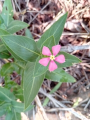 Catharanthus trichophyllus image