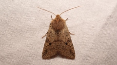 Agrochola blidaensis