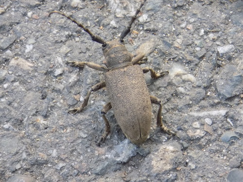 Weaver beetle, Novokuznetskiy, Kemerovo, Russia, photo 9 of 10