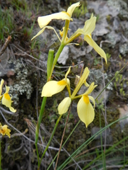 Moraea thomasiae