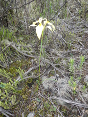 Moraea thomasiae