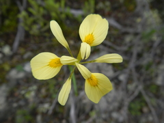 Moraea thomasiae