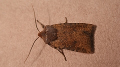 Conistra staudingeri