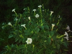 Datura