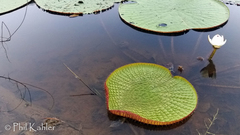 Victoria amazonica