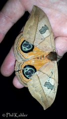 Automeris liberia