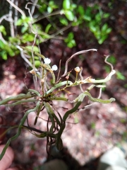 Microcoelia cornuta image