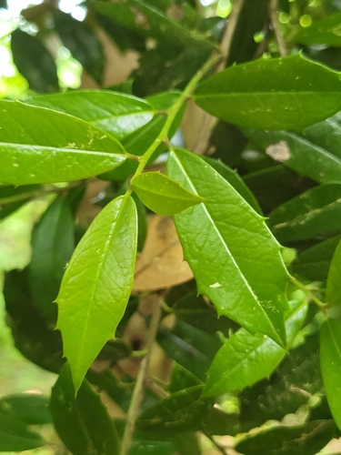 Ilex × attenuata, photograph 6