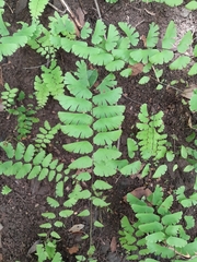 Adiantum philippense image