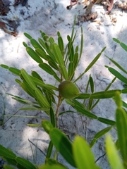 Phyllarthron arenicola