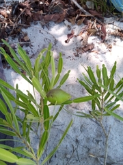 Phyllarthron arenicola