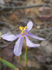 Moraea crispa