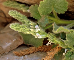 Lafuentea rotundifolia