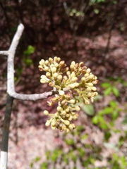 Schizenterospermum rotundifolium image