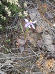 Moraea crispa