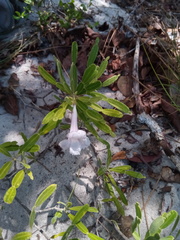 Phyllarthron arenicola