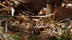 Rhammatocerus viatorius