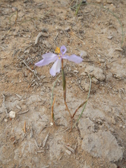 Moraea crispa