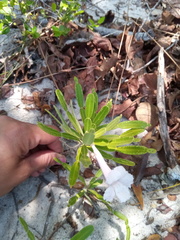 Phyllarthron arenicola