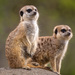 Meerkat - Photo (c) Mark Sikking, some rights reserved (CC BY-NC-ND), uploaded by Mark Sikking