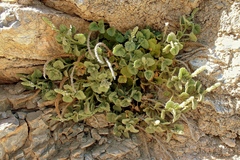 Lafuentea rotundifolia