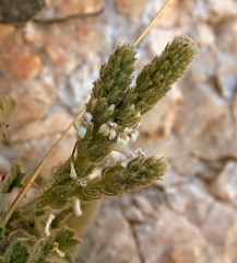Lafuentea rotundifolia