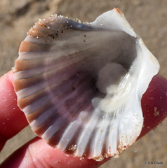 Pecten fumatus