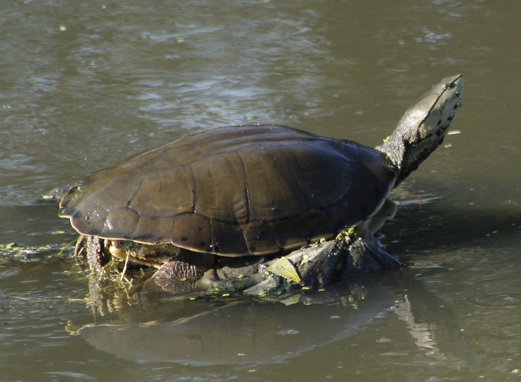 Hilaire’s Side-necked Turtle from Reserva Natural Urbana El Corredor on ...