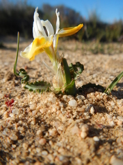 Moraea ciliata