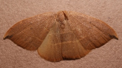 Watsonalla uncinula
