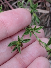 Stylosanthes viscosa