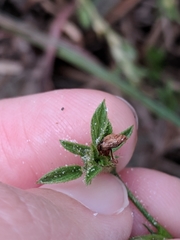 Stylosanthes viscosa